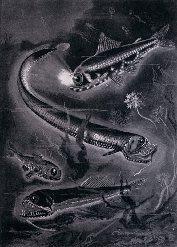 Self-Luminant Fishes by Arthur Twidle
