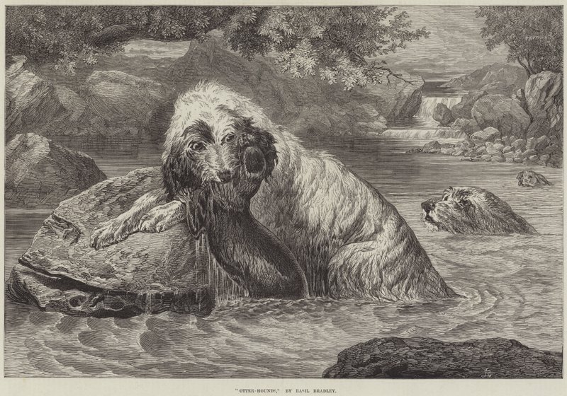 Otter-Hounds by Basil Bradley