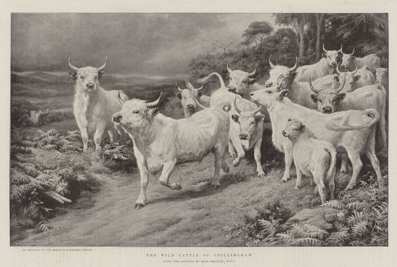 The Wild Cattle of Chillingham by Basil Bradley
