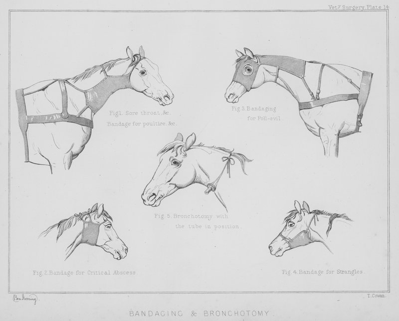 Bandaging and Bronchotomy by Benjamin Herring