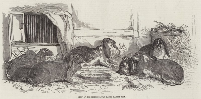 Show of the Metropolitan Fancy Rabbit Club by Benjamin Herring