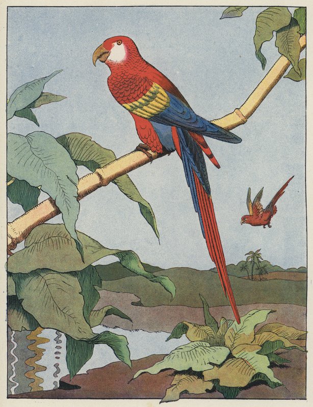 Scarlet Macaw by Benjamin Rabier