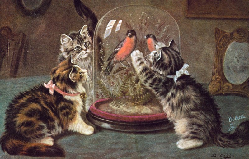 Cat Postcard by Bernard Cobbe