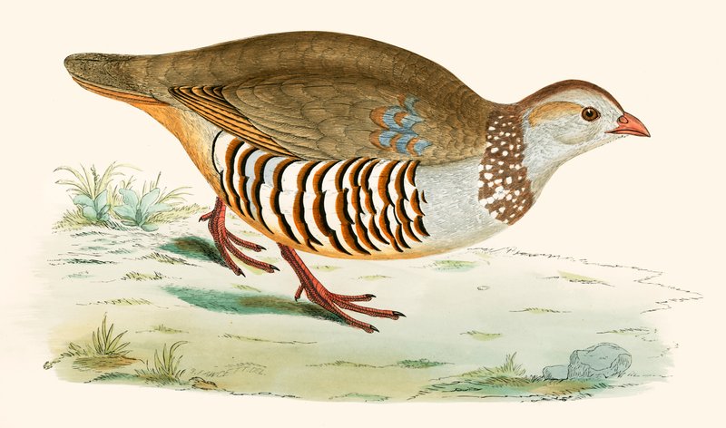 Barbary Partridge by Beverley R. Morris