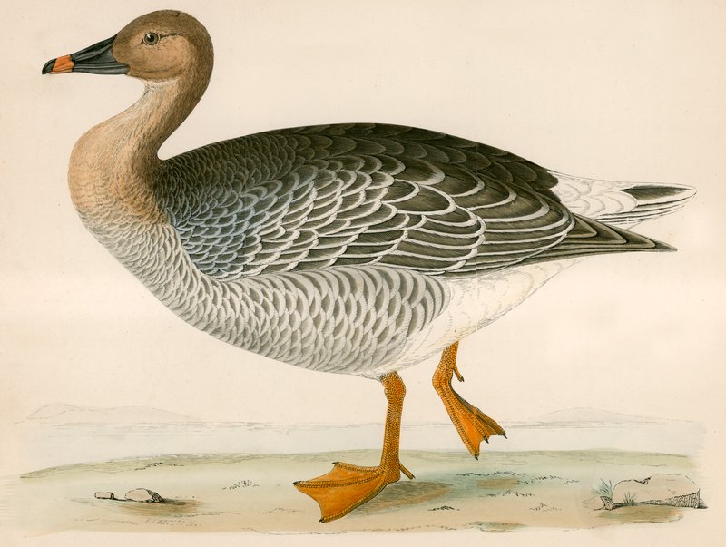 Bean Goose by Beverley R. Morris