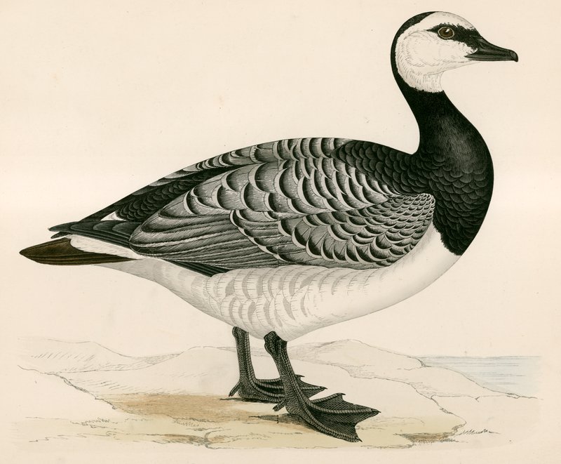 Bernicle Goose by Beverley R. Morris