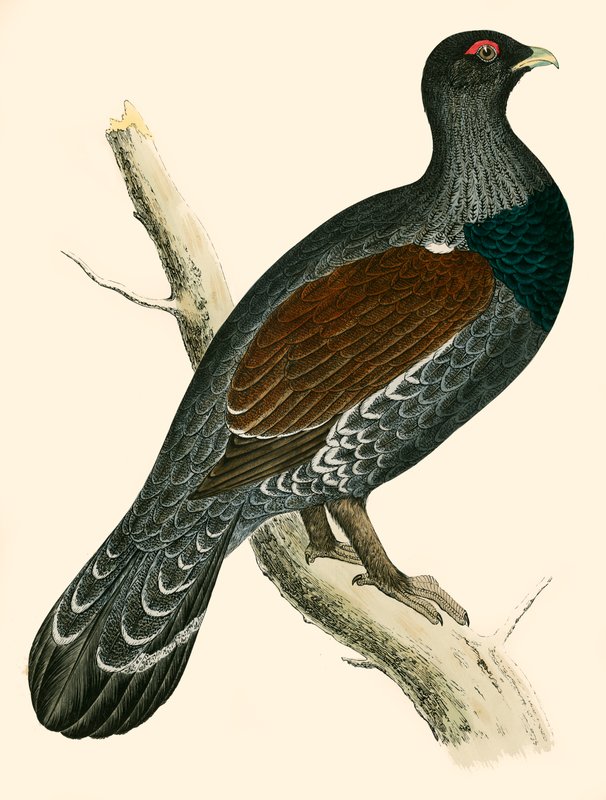 Capercaillie by Beverley R. Morris
