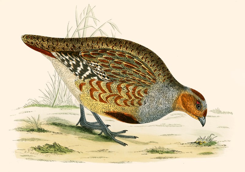 Partridge by Beverley R. Morris