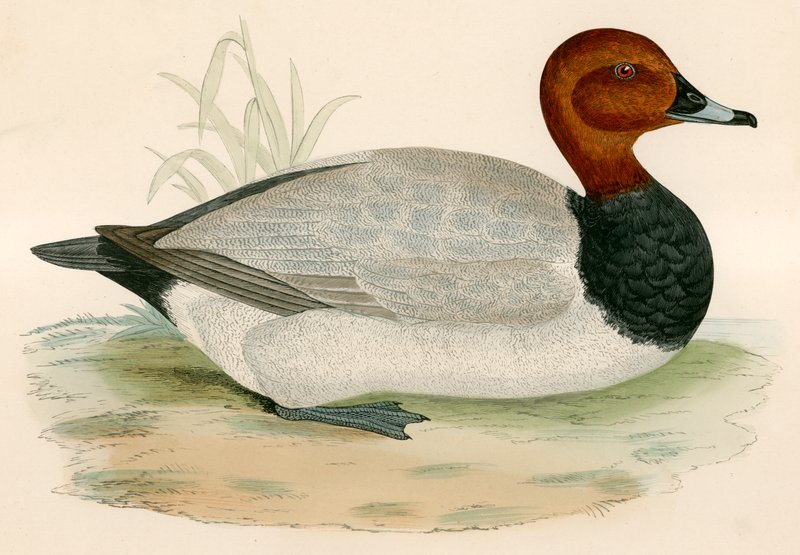 Pochard by Beverley R. Morris