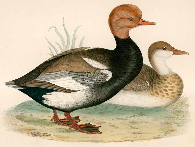 Red Crested Whistling Duck by Beverley R. Morris