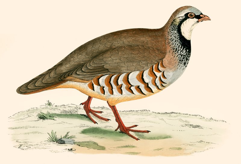 Red Legged Partridge by Beverley R. Morris