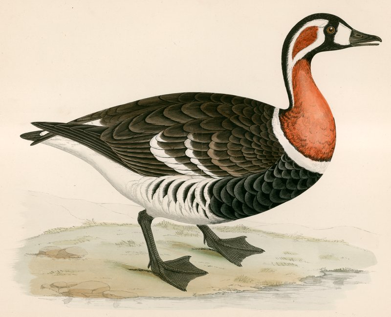 Red Breasted Goose by Beverley R. Morris