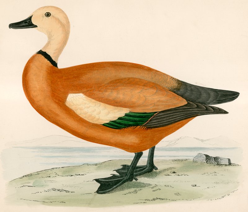Ruddy Shelduck by Beverley R. Morris