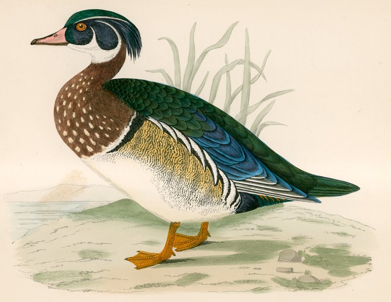 Summer Duck by Beverley R. Morris