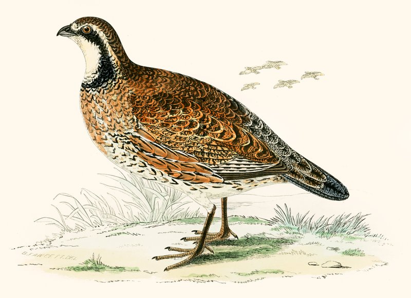Virginian Partridge by Beverley R. Morris