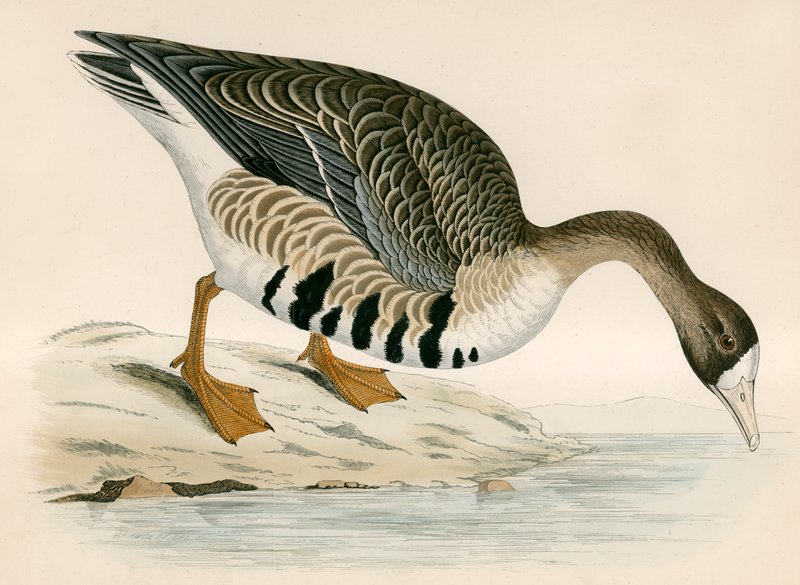 White fronted Goose by Beverley R. Morris