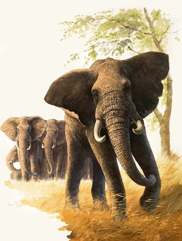 Bull Elephant Guarding Female Elephants and Young by Bob Hersey