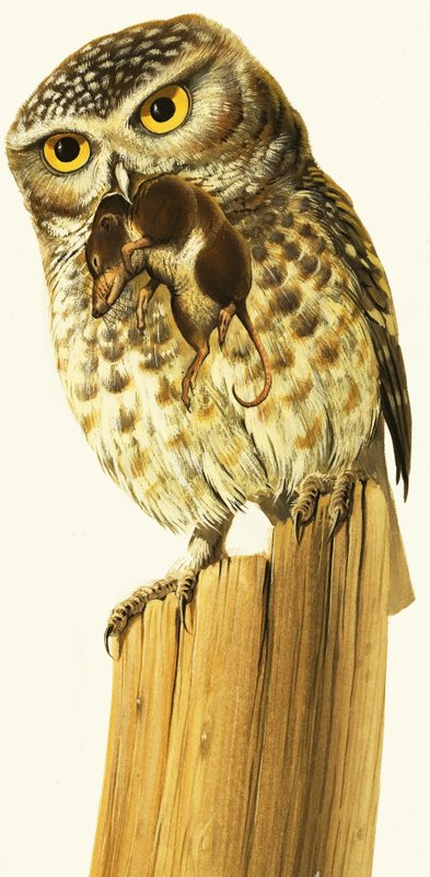Little Owl and Common Shrew by Bob Hersey
