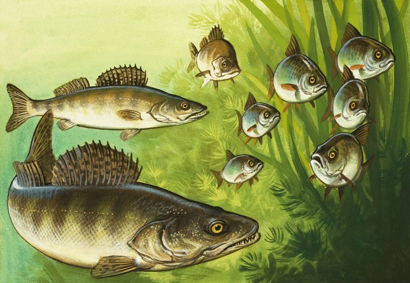 Pike by Bob Hersey