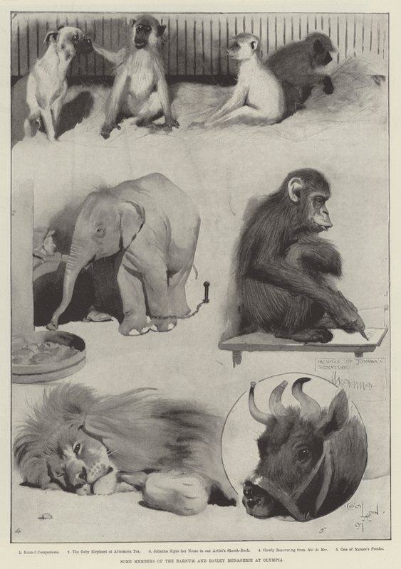 Some Members of the Barnum and Bailey Menagerie at Olympia by Cecil Charles Windsor Aldin