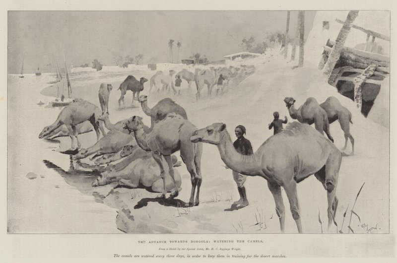 The Advance towards Dongola, watering the Camels by Cecil Charles Windsor Aldin