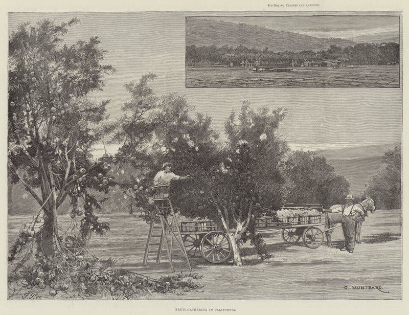 Fruit-Gathering in California by Charles Auguste Loye