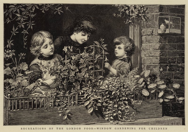 Recreations of the London Poor, Window Gardening for Children by Charles J. Staniland