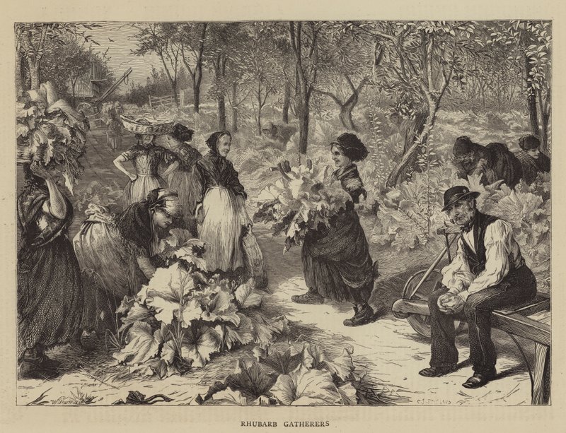 Rhubarb Gatherers by Charles J. Staniland
