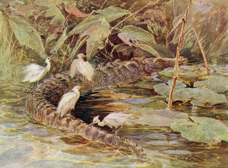 Crocodile and Attendant Egrets by Charles (after) Whymper