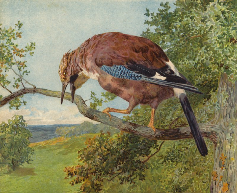 Eurasian Jay by Charles Collins