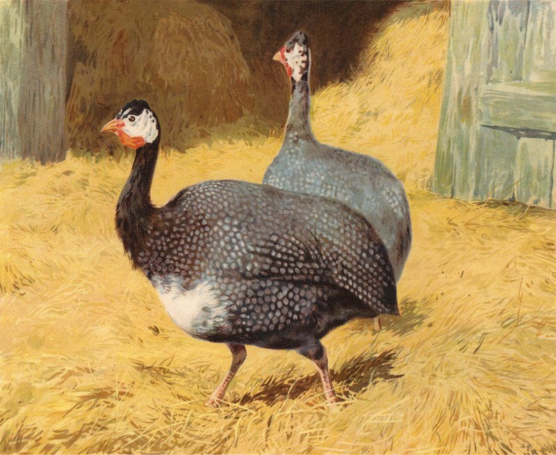 Guineafowl by Charles Collins