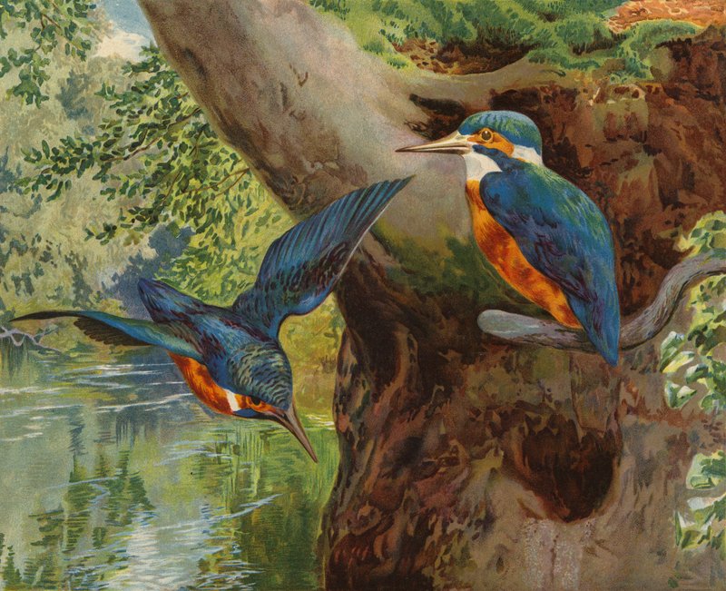 Kingfishers by Charles Collins