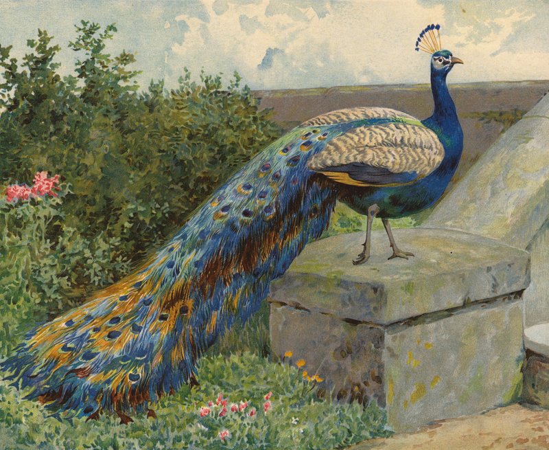 Peacock by Charles Collins