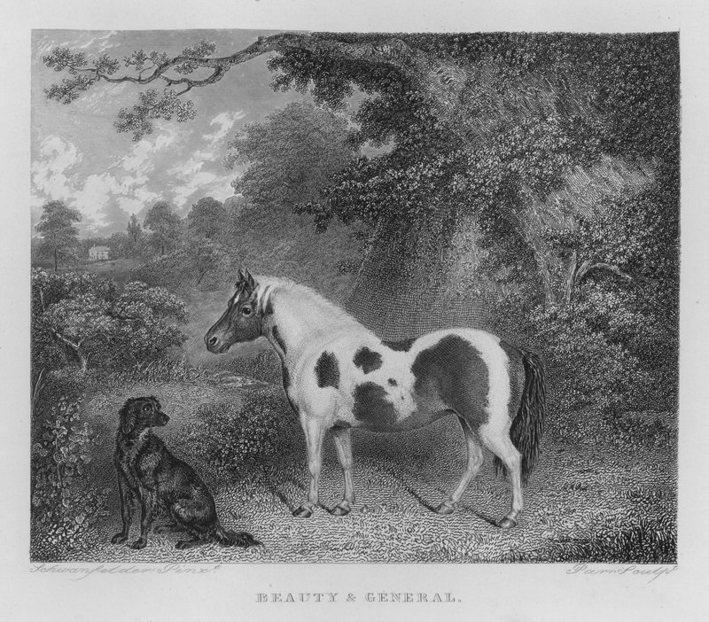 Beauty and General (engraving) by Charles Henry Schwanfelder