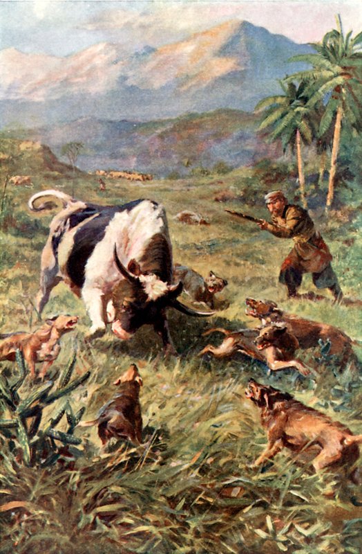 Hunting Wild Cattle in Haiti by Charles Mills Sheldon