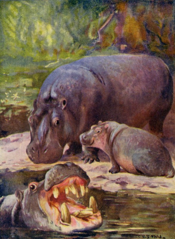 At the Zoo: Hippopotamus by Cuthbert Edmund Swan