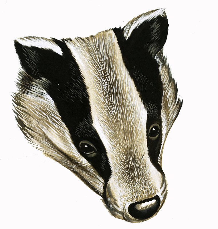 Mr and Mrs Badger at Home by David Pratt