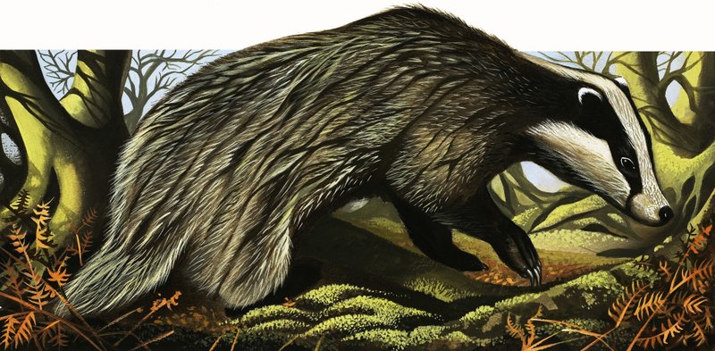 Mr and Mrs Badger at Home by David Pratt