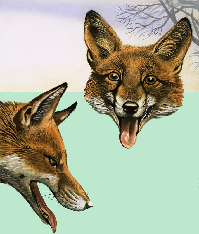 The Fox by David Pratt