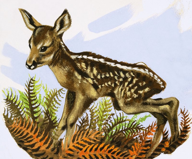 The Roe Deer Foal by David Pratt