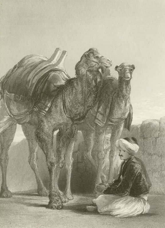 A Group of Camels at Smyrna by David Wilkie