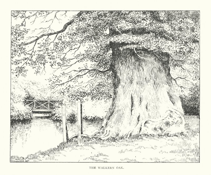 The Walkern Oak by Duncan Moul