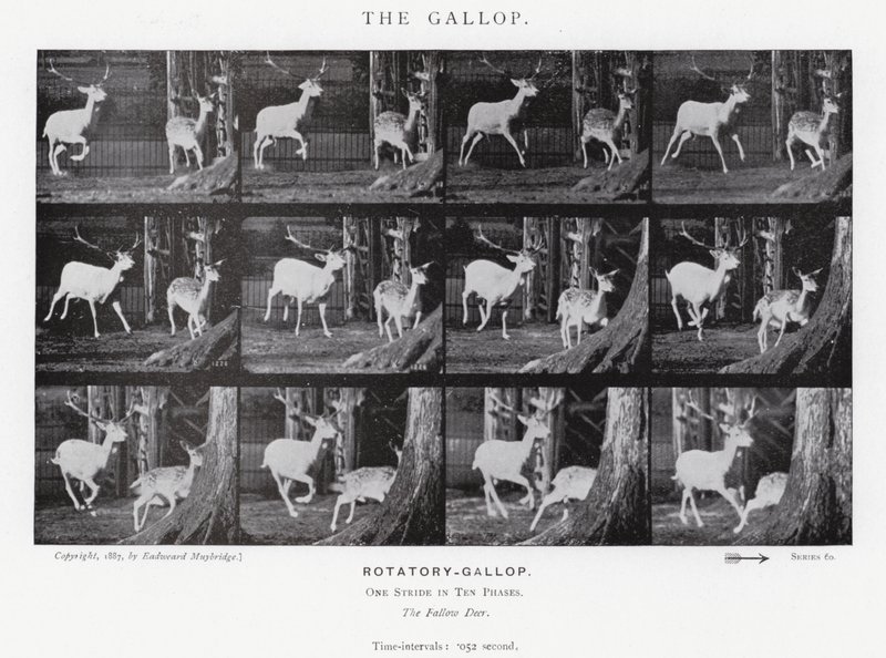 The Gallop by Eadweard Muybridge