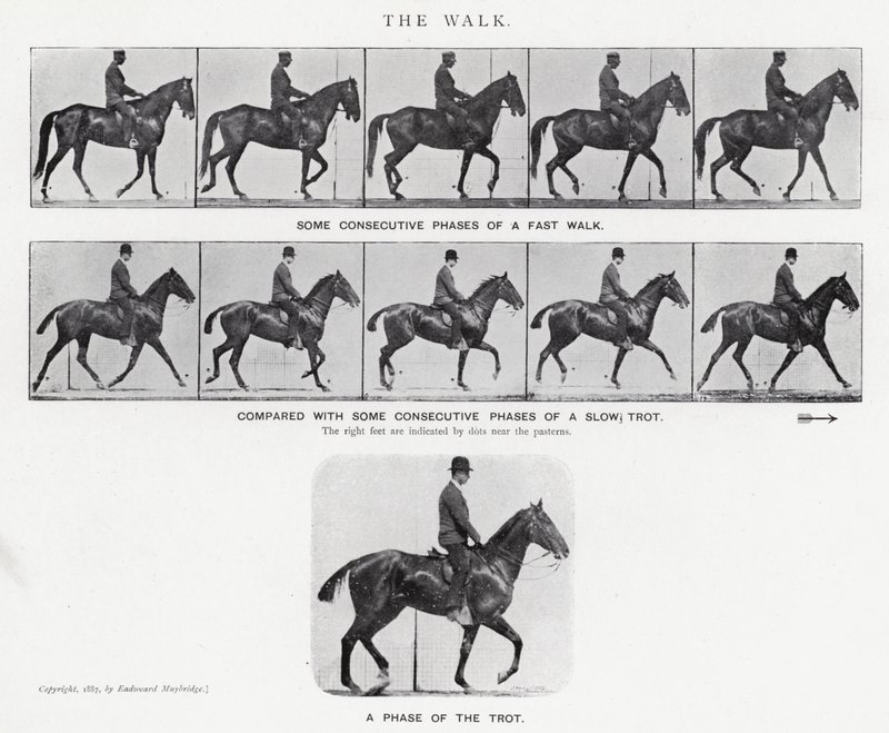 Eadweard Muybridge: The Walk by Eadweard Muybridge