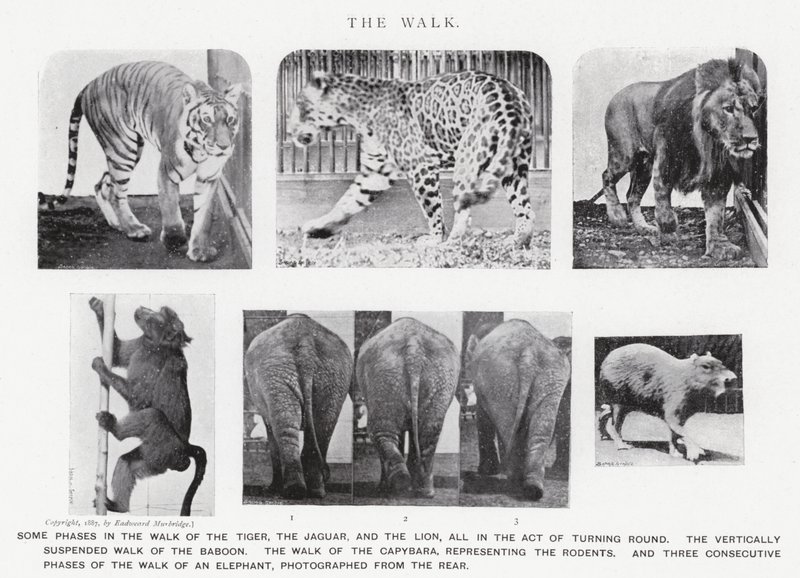 The Walk by Eadweard Muybridge