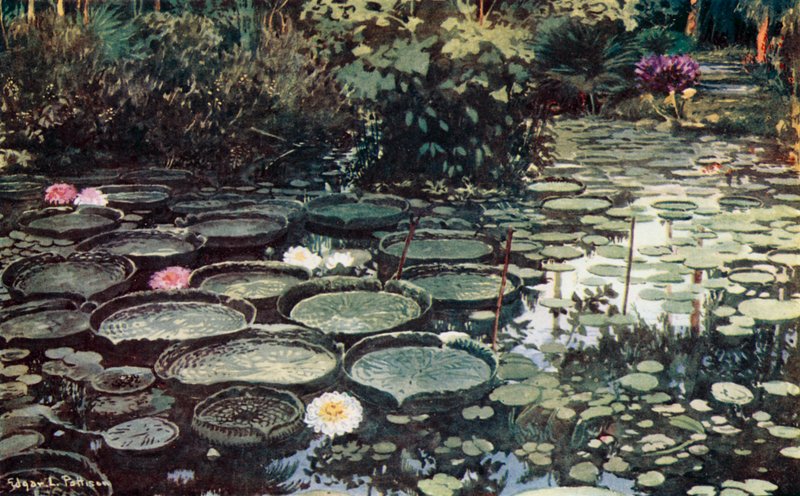 Victoria Regia by Edgar L. Pattison