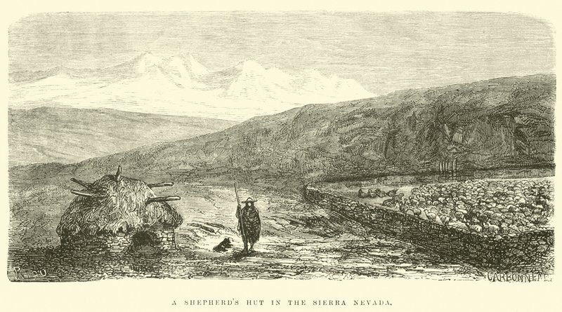 A Shepherd