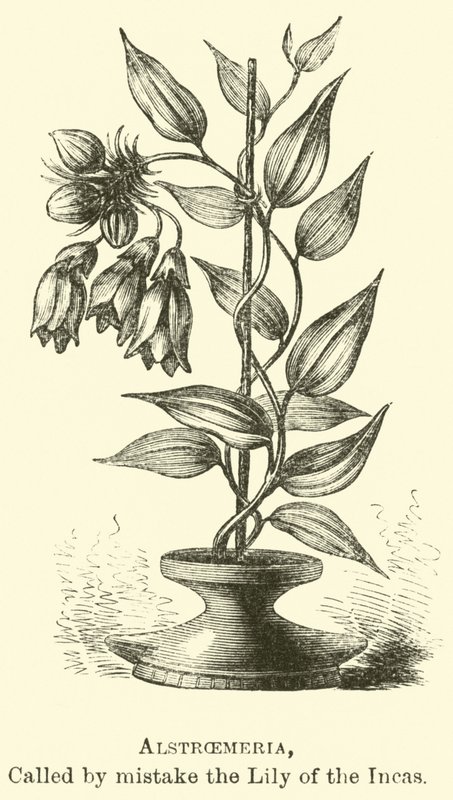 Alstroemeria, Called by Mistake the Lily of the Incas by Edouard Riou