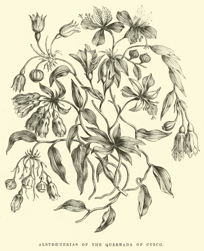 Alstroemerias of the Quebrada of Cuzco by Edouard Riou