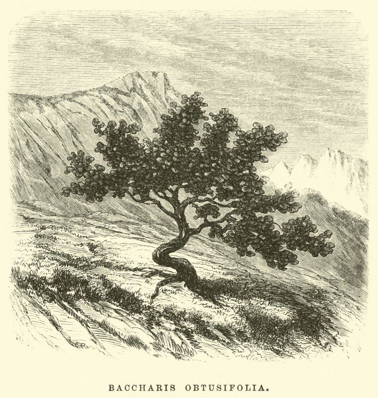 Baccharis Obtusifolia by Edouard Riou